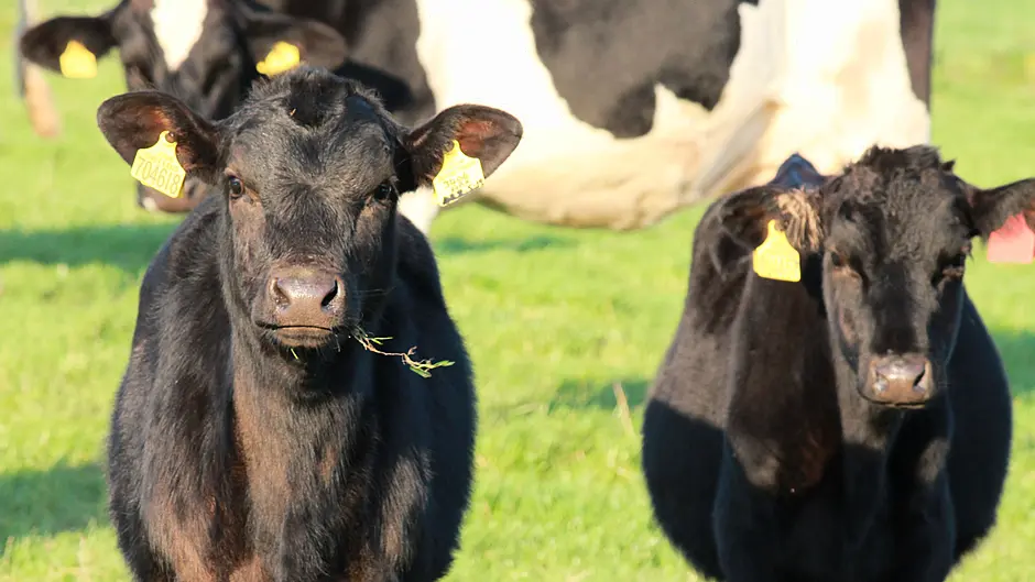 POLL: Would you vote for a farming party? Image