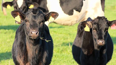 Farmers urged to be vigilant for bluetongue Image