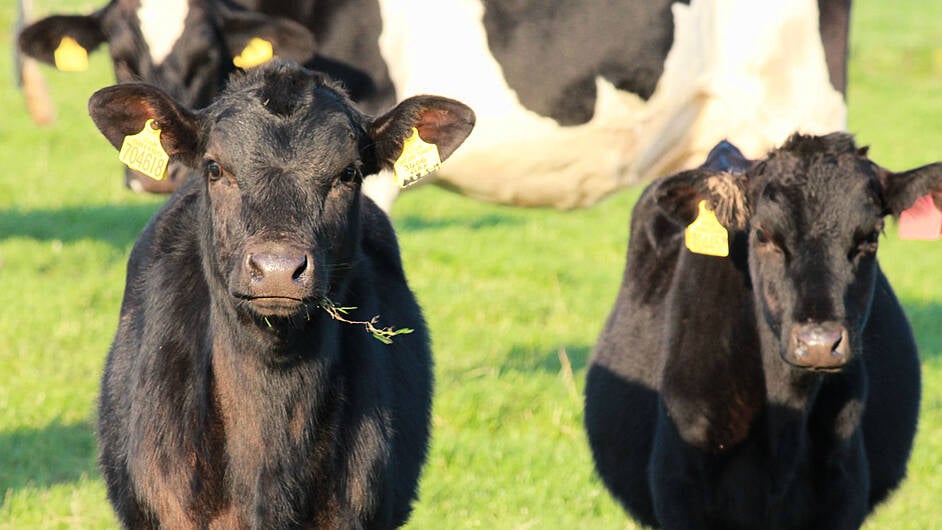 Farmers urged to be vigilant for bluetongue Image