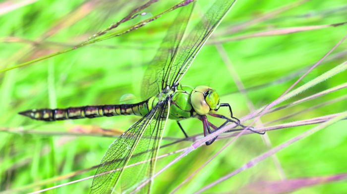 WILDLIFE: Dragonflies herald the summer Image