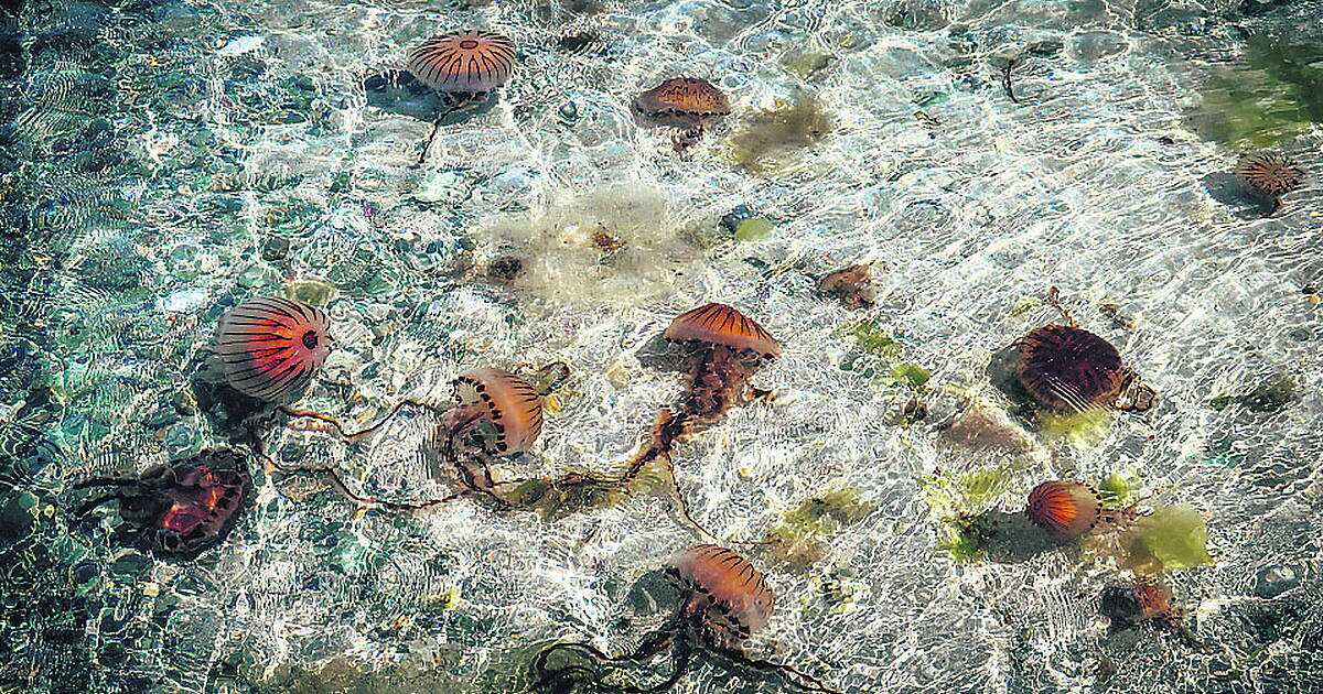 Bantry 'blipper' captures jellies on camera - Vimarsana News