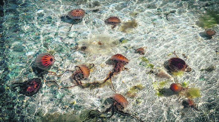 Bantry ‘blipper’ captures jellies on camera Image