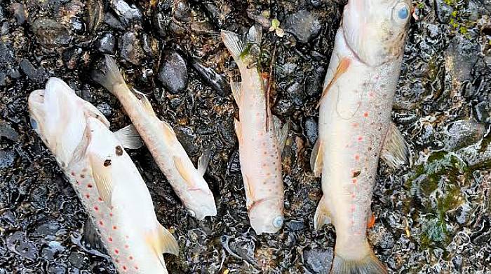 Almost 2,000 fish killed in stream near Kinsale Image