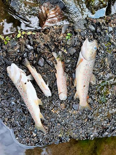 Almost 2,000 fish killed in stream near Kinsale Image