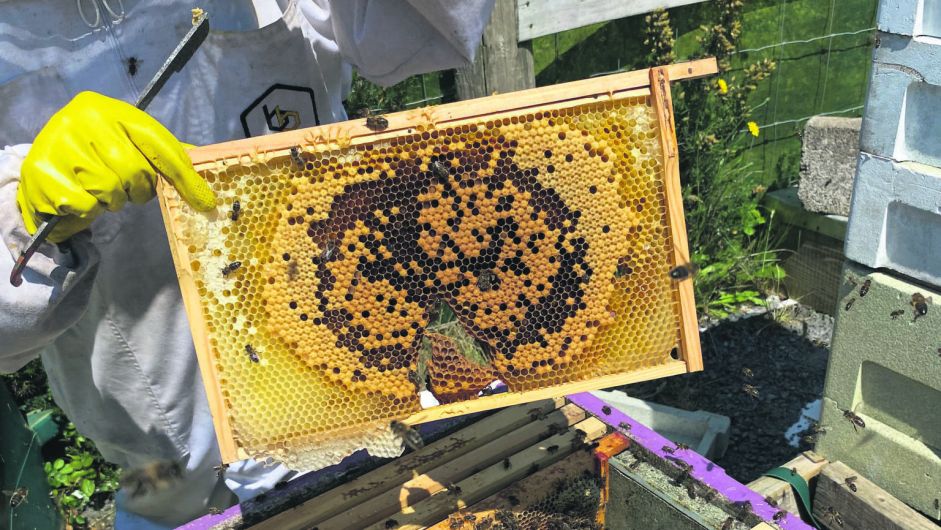 Apiary is a labour of ‘Love’ for thriving West Cork beekeepers Image