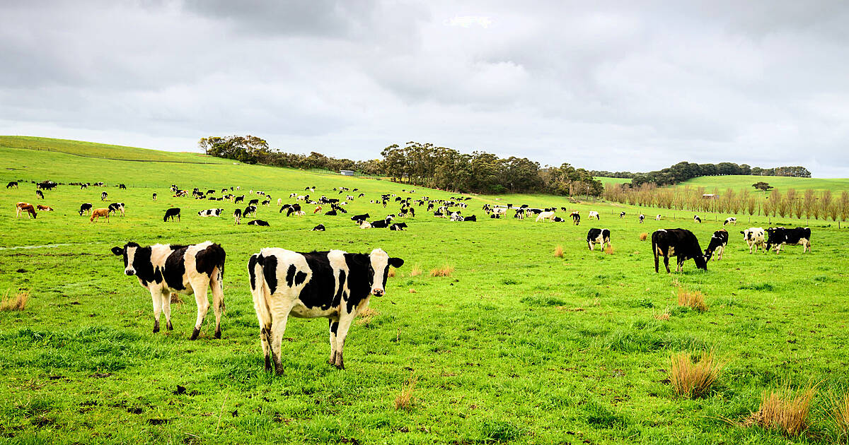 Dairy farm set online