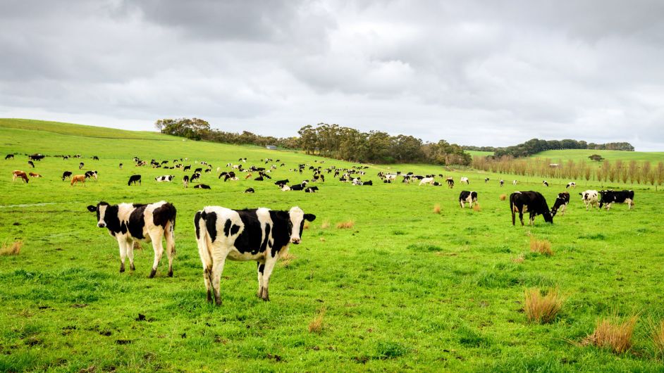 Dairy farms set for income drop in 2023, report warns Image