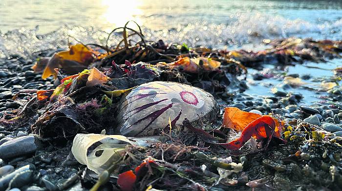 Beauty of jellyfish on our West Cork shores Image