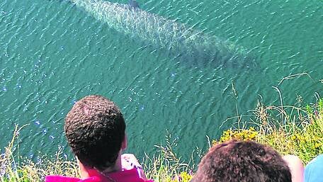 Whale bones ‘mystery’ is solved but fears remain for Bantry trio Image