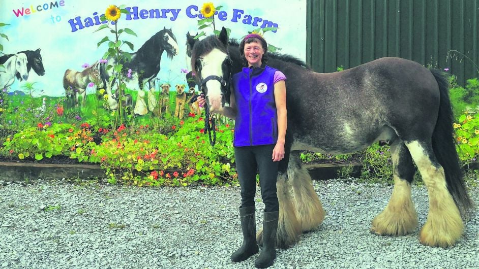 Hooray for Hairy Henry fundraiser day for therapy farm in Ballylickey Image