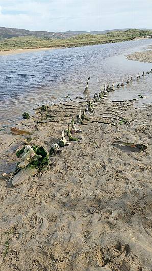 Mystery of Barleycove bones Image