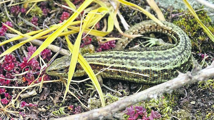 WILDLIFE: Lizards give a tropical feel to West Cork Image