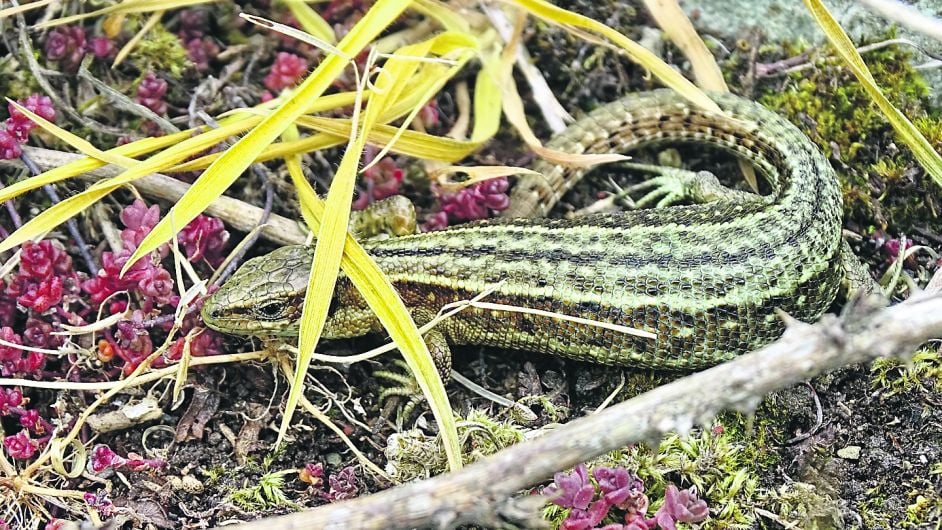 WILDLIFE: Lizards give a tropical feel to West Cork Image