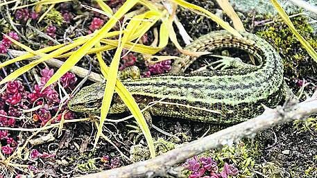 WILDLIFE: Lizards give a tropical feel to West Cork Image