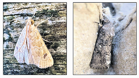 Extra-warm September brought rare moths to West Cork Image