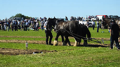 Buses are available from West Cork to Ploughing Image