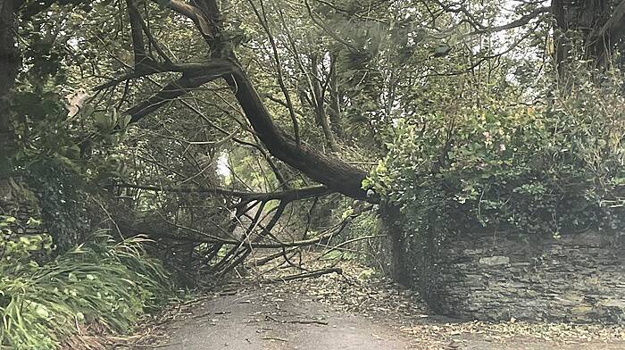 Storm Agnes causes power outages and road disruptions Image