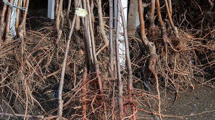 GARDENING: Get to the root of the matter! Image