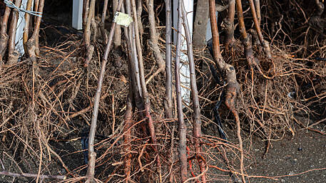 GARDENING: Get to the root of the matter! Image