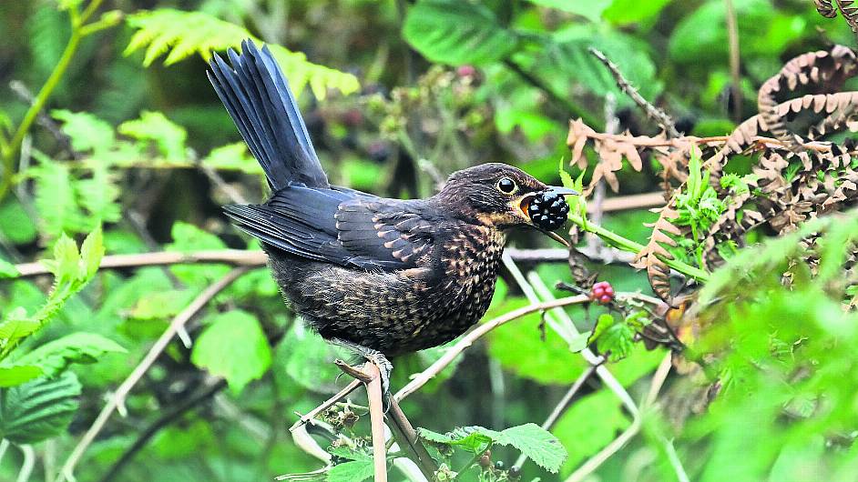 WILDLIFE: Enjoying the fruits of the brilliant bramble Image