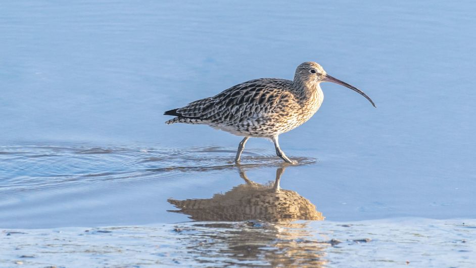 ALL TOO RARE Curlew’s days are numbered Image