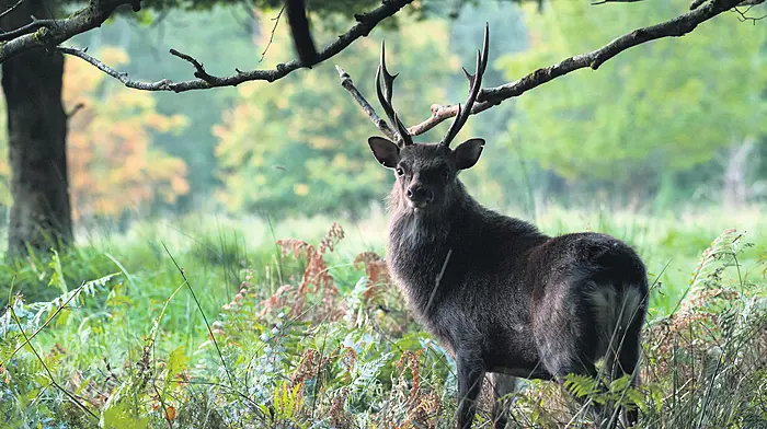 A chance to have your say on deer management strategies Image