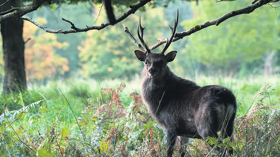A chance to have your say on deer management strategies Image
