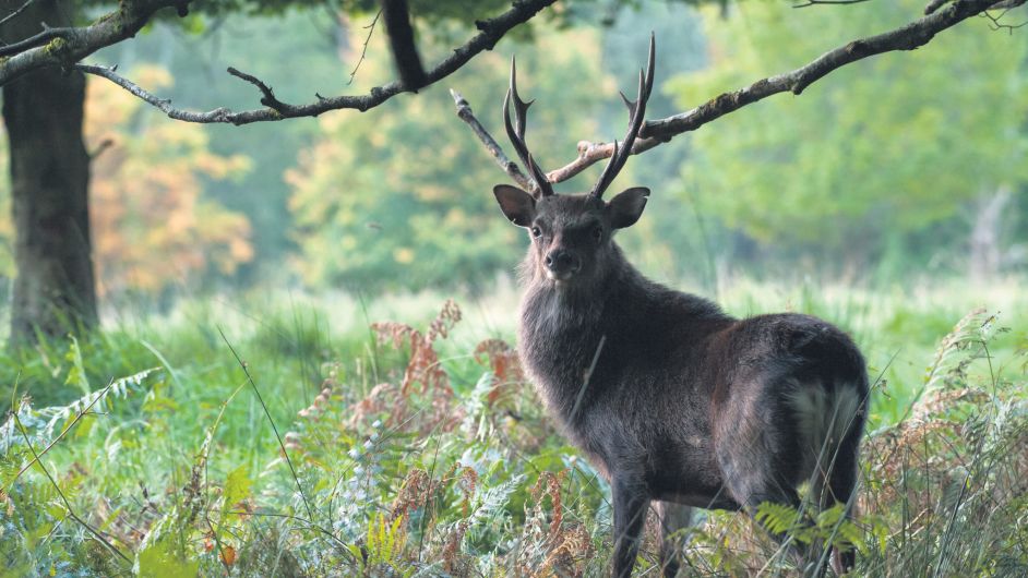 A chance to have your say on deer management strategies Image