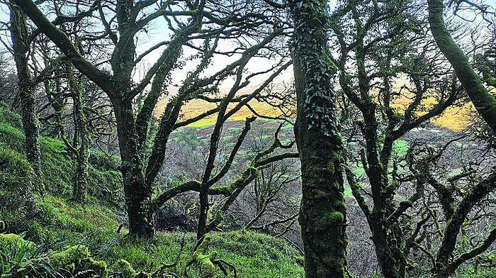 Reader’s Picture of the Week Image