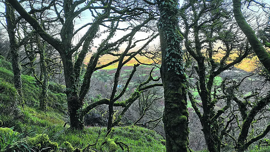 Reader’s Picture of the Week Image