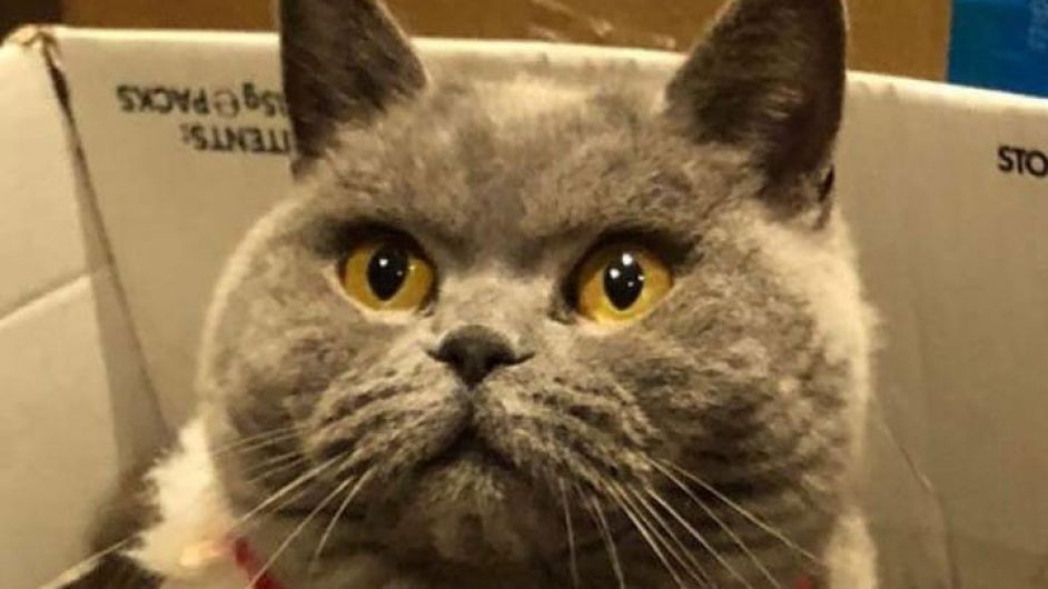 ‘Grumpy cat’ BB found – 25km from her home! Image