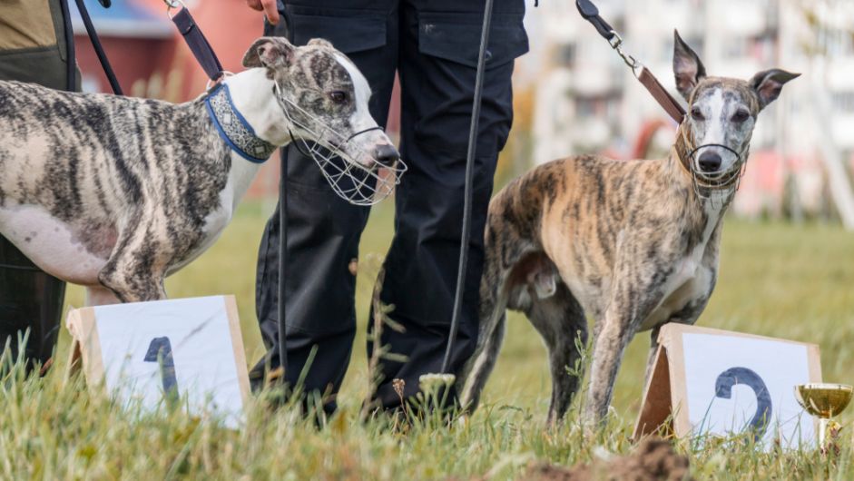 Hare coursing is a ‘part of our heritage’ says Cllr, as vote fails Image