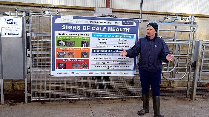 Cullinanes’ farm in Ballineen hosts busy calf rearing event Image