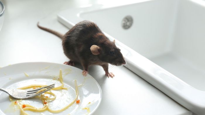 Couple afraid to bring any baby into their rat infested home Image