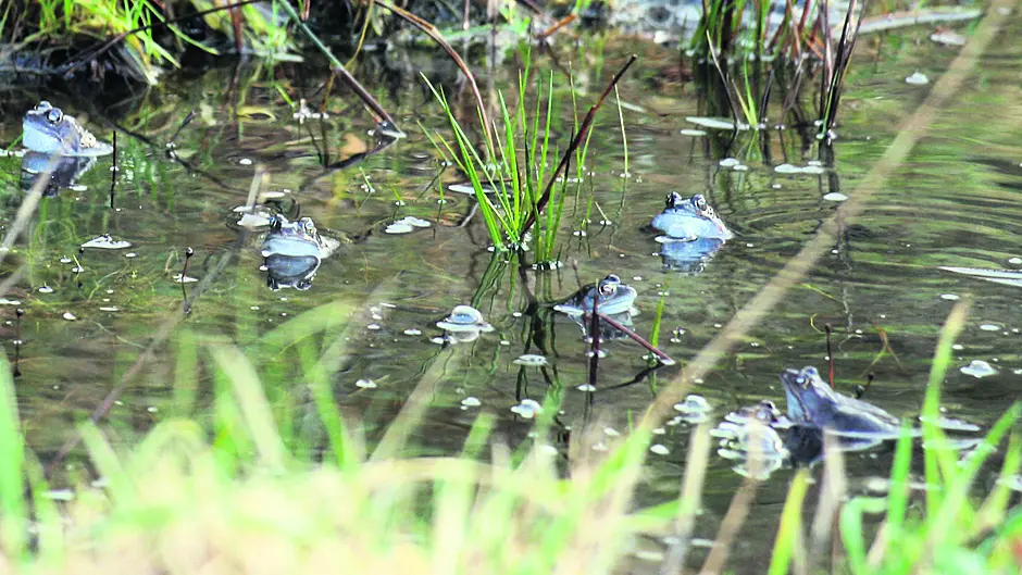Reader’s Picture of the Week Image