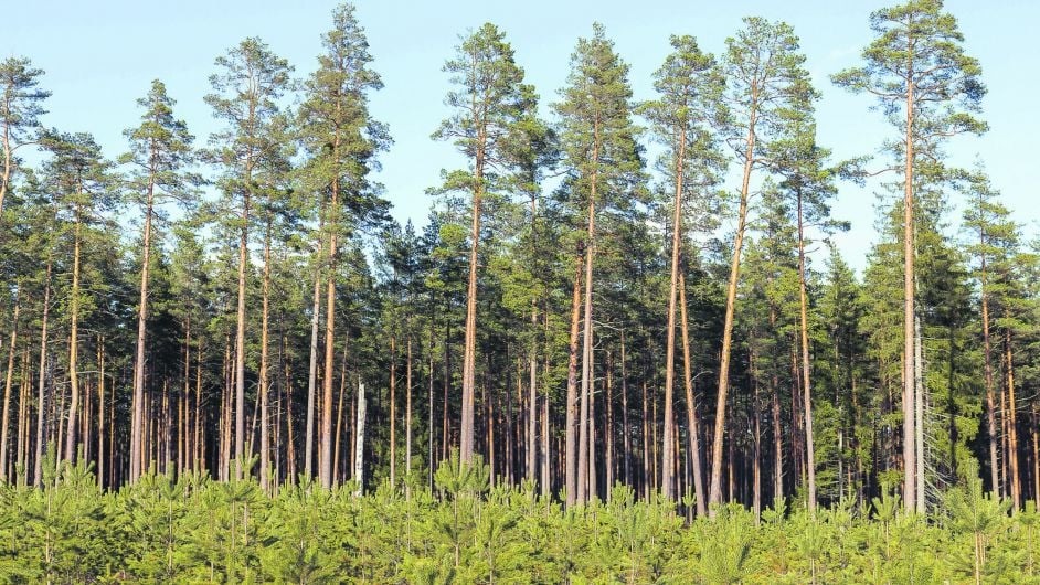 Foresters demand u-turn in Coillte’s ‘farcical’ plans with investment fund Image