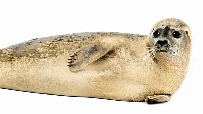 ‘Sandy Seal’ to be Glengarriff’s new mascot Image