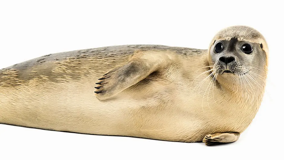 ‘Sandy Seal’ to be Glengarriff’s new mascot Image