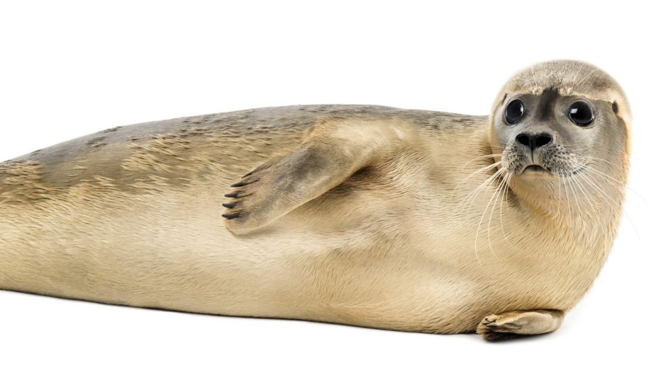 ‘Sandy Seal’ to be Glengarriff’s new mascot Image