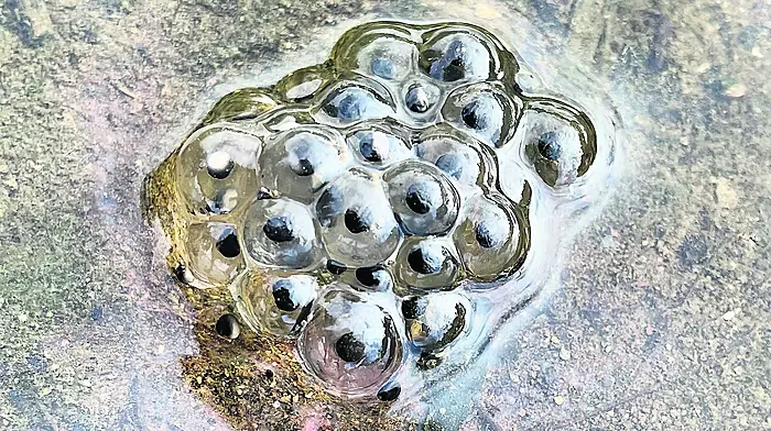WILDLIFE: Frogspawn season has started Image