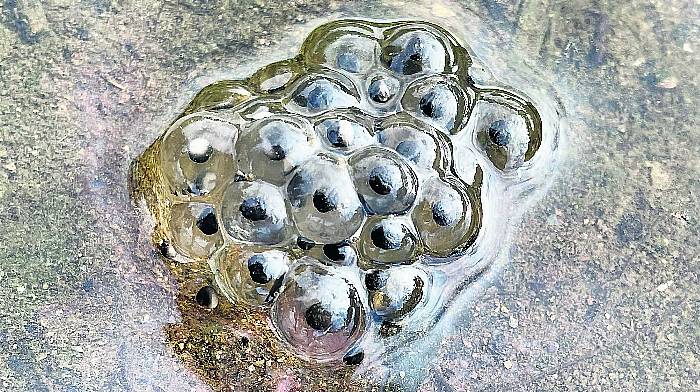 WILDLIFE: Frogspawn season has started Image