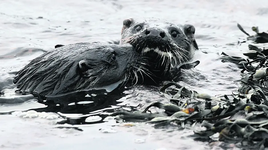 Reader’s Picture of the Week Image