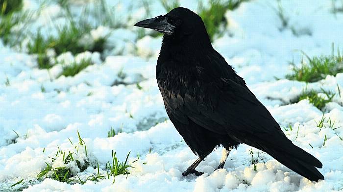 WILDLIFE: Get familiar with fascinating crows Image