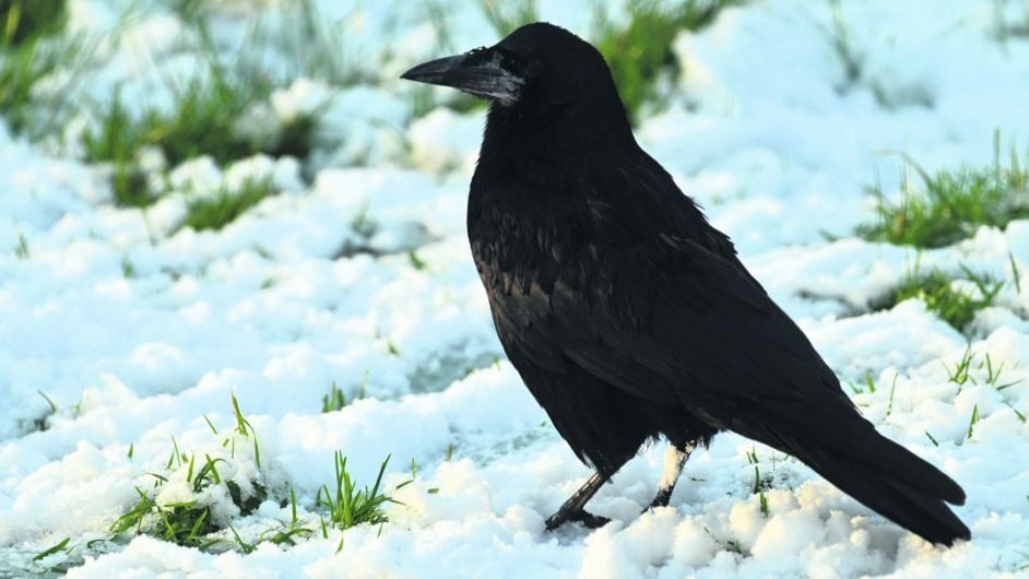 WILDLIFE: Get familiar with fascinating crows Image
