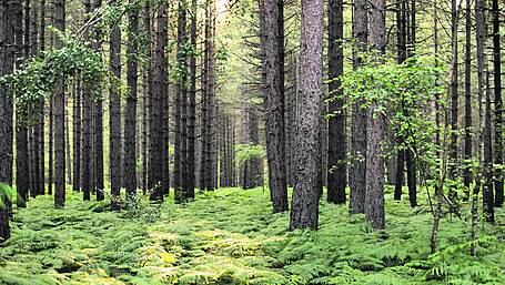 Timber sector  ‘poisoned’ by bureaucracy Image