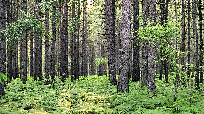 Timber sector  ‘poisoned’ by bureaucracy Image