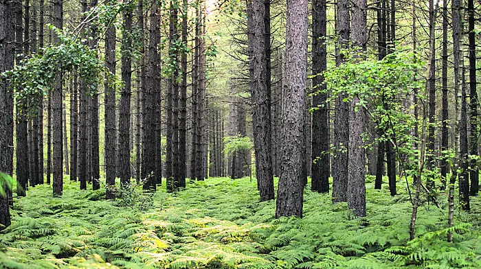 Timber sector  ‘poisoned’ by bureaucracy Image
