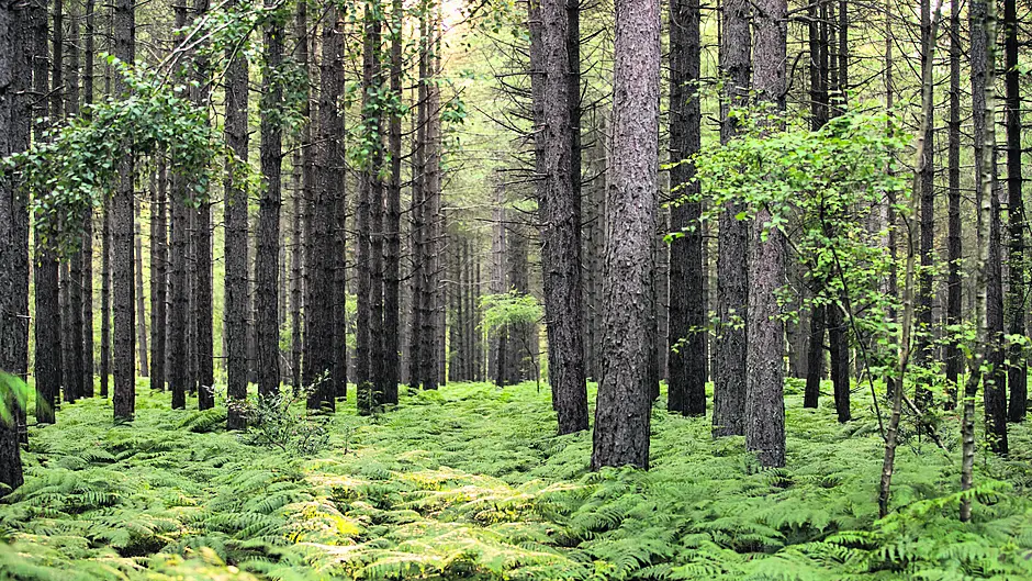 Timber sector  ‘poisoned’ by bureaucracy Image