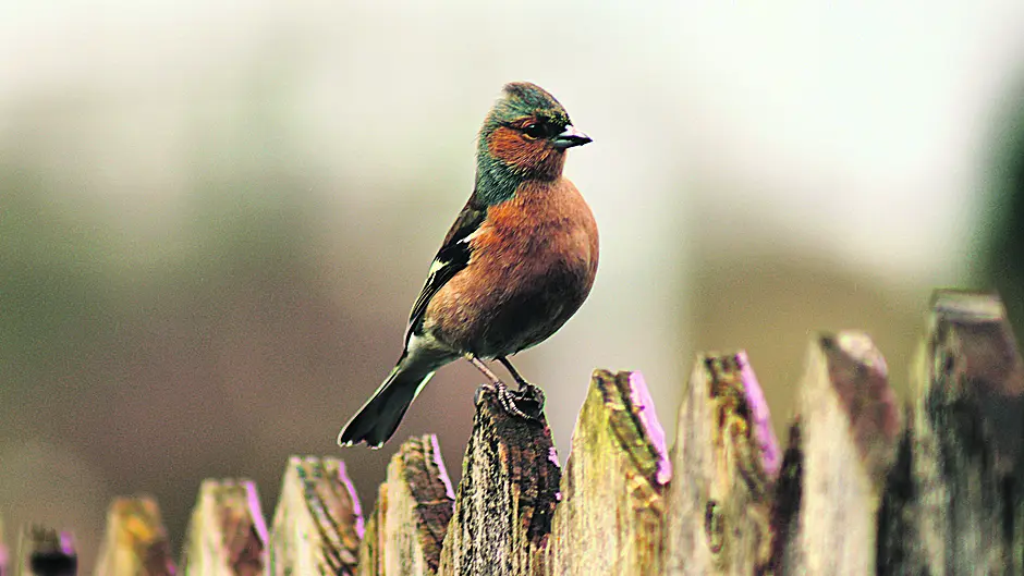 Reader’s Picture of the Week Image