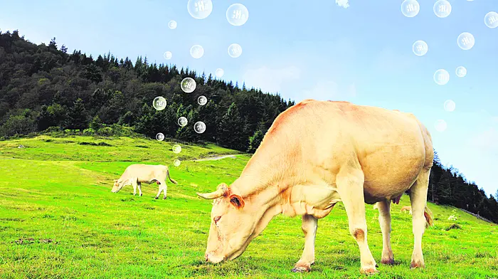 Methane emission targets are just not reasonable for the Irish agri sector Image
